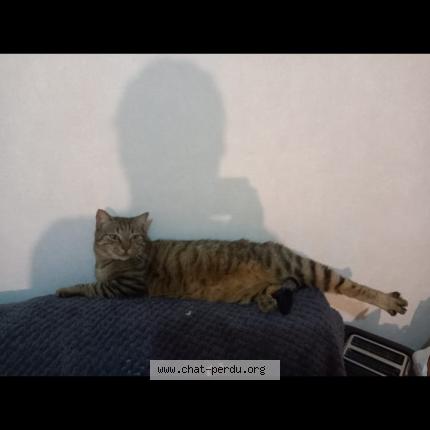 Foto 1/1 Pixel Chat perdido en Chateaudun