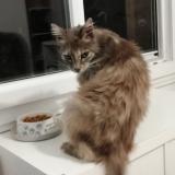 Foto del gato perdido en Sauveterre Du Gard