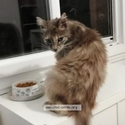 Foto 1/1 Gato encontrado Perdido en Sauveterre du gard