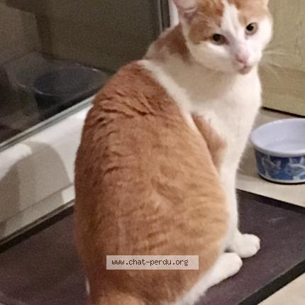 Foto 1/1 Epsilon Chat perdido en Roquettes