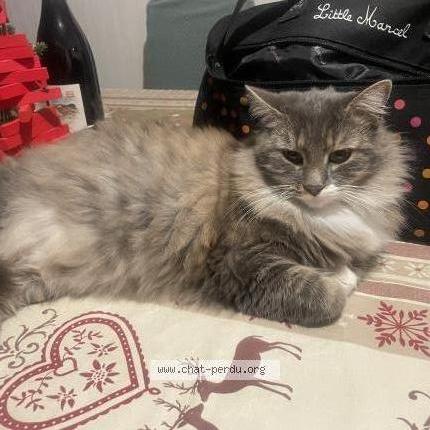 Foto 1/1 Texane Chat perdido en Savigny