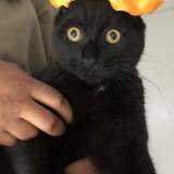 Foto del gato perdido en Nantes