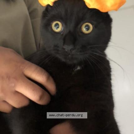 Foto 1/2 Mimot Chat perdido en Nantes