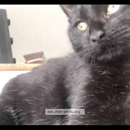 Foto 2/2 Mimot Chat perdido en Nantes