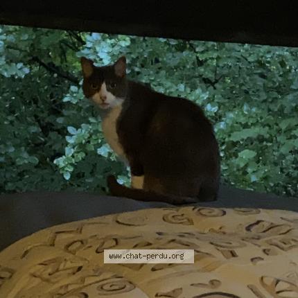 Foto 2/2 Millouz Chat perdido en Bossey