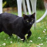 Foto del gato perdido en Morainvilliers