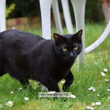 Foto 1/1 Uriane Chat perdido en Morainvilliers