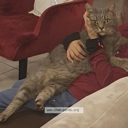 Foto 1/1 Gato encontrado Perdido en Gemeaux