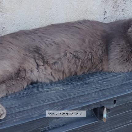 Foto 1/1 Petit Prince Chat perdido en Gemeaux