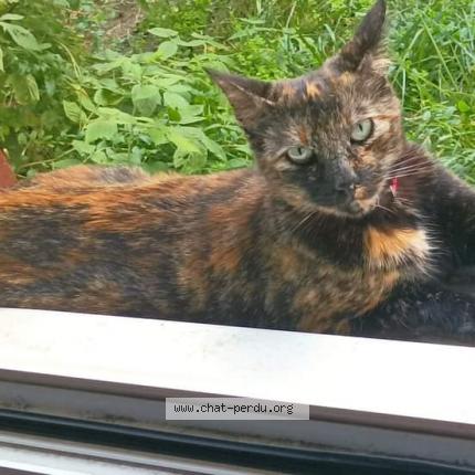 Foto 1/1 MIA Chat perdido en Clermont ferrand