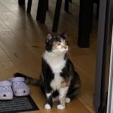 Foto del gato perdido en Vernoux En Gatine