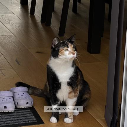 Foto 1/1 Nala Chat perdido en Vernoux en gatine