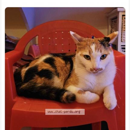 Foto 1/1 LEÏA Chat perdido en Monestier