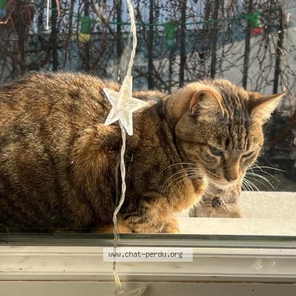 Foto 1/1 Lisbonne Chat perdido en Le teil