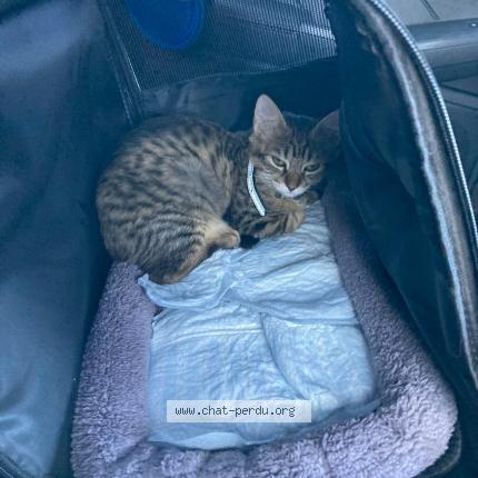 Foto 1/3 Vito Chat perdido en Salbris