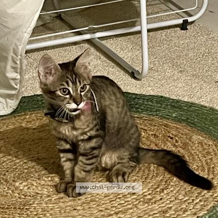 Foto 2/3 Vito Chat perdido en Salbris