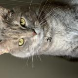 Foto del gato perdido en Nohanent