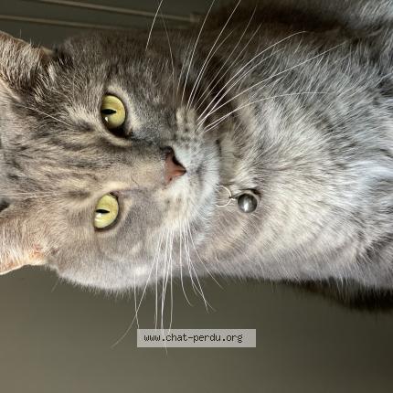 Foto 1/1 Shadow Chat perdido en Nohanent