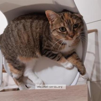 Foto 1/1 Zia Chat perdido en St georges des coteaux