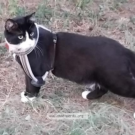 Foto 1/1 Gato encontrado Encontrado en Gap