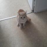 Foto del gato perdido en St Martin Le Vinoux