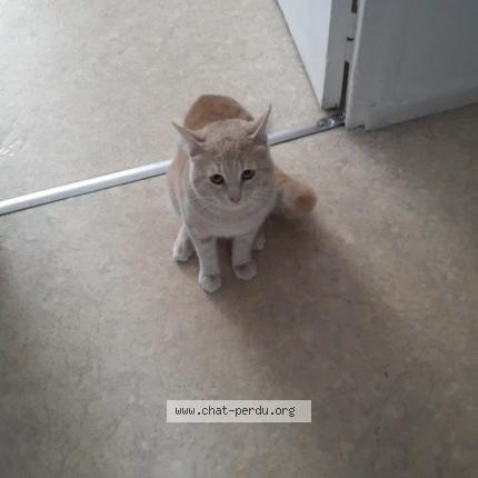 Foto 1/1 Loustique Chat perdido en St martin le vinoux