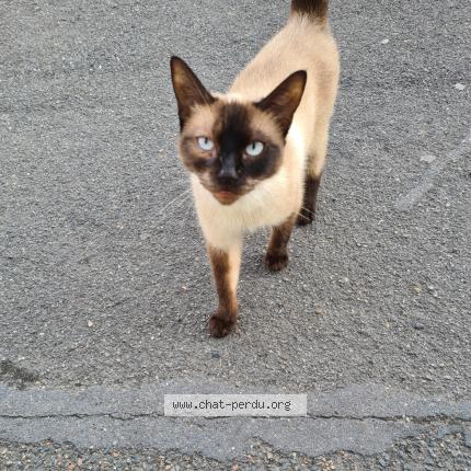 Foto 1/1 Gato encontrado Encontrado en Sartrouville