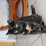 Foto del gato perdido en Treogat