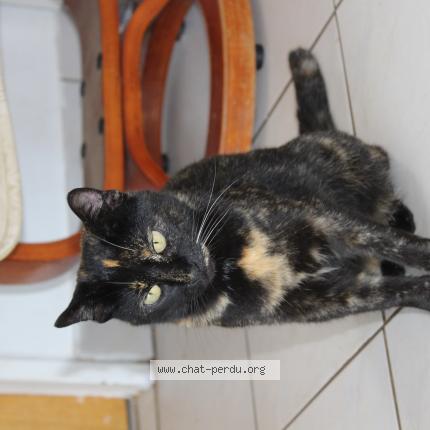 Foto 1/1 ecaille Chat perdido en Treogat