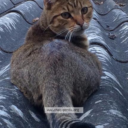 Foto 1/1 filou Chat perdido en Chatou