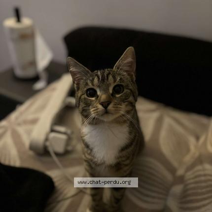 Foto 1/1 saiyana Chat perdido en St ouen l aumone