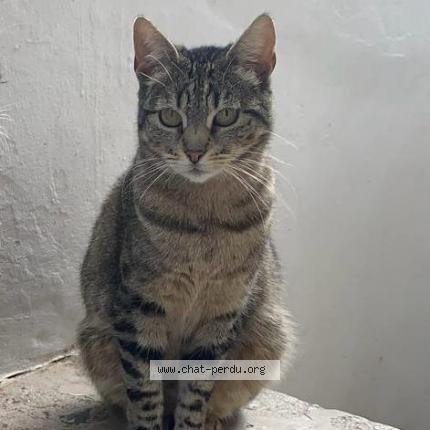 Foto 1/3 Cosette Chat perdido en Le pecq