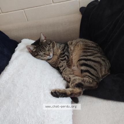 Foto 2/3 Cosette Chat perdido en Le pecq