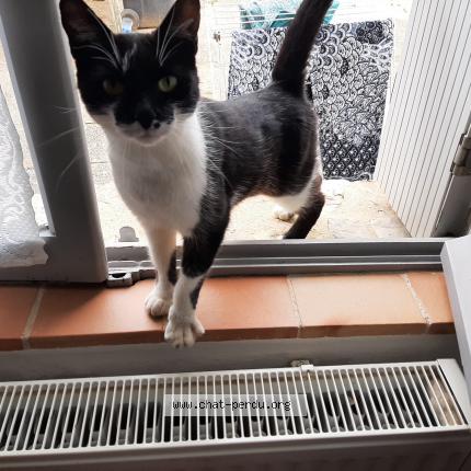 Foto 1/1 Olga Chat perdido en Saint melaine sur aubance