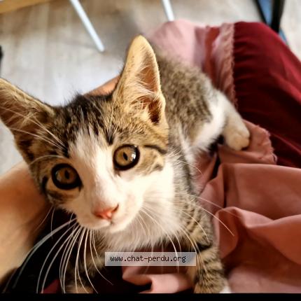 Foto 1/1 Yuki Chat perdido en Le pont de claix