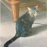 Foto del gato perdido en Montesson