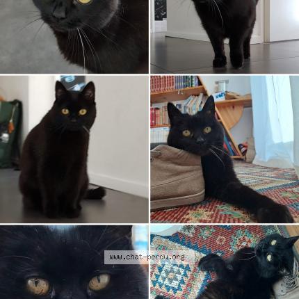 Foto 1/1 Mouschi Chat perdido en Riaz