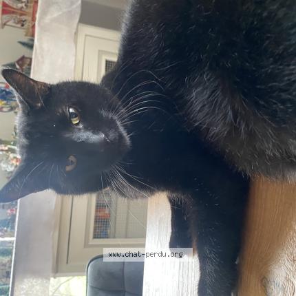 Foto 1/1 Loulou Chat perdido en Courteuil