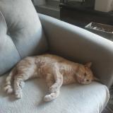 Foto del gato perdido en Tarascon