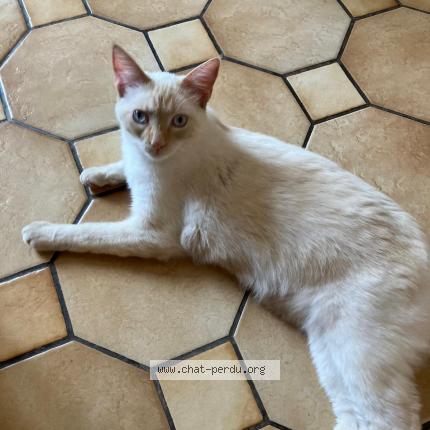 Foto 1/1 KALOU Chat perdido en Reze