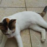 Foto del gato perdido en Saint Joseph