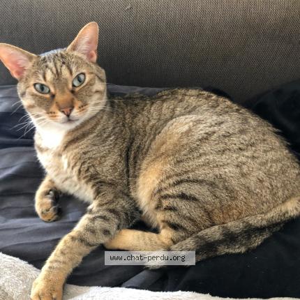 Foto 1/1 Mac Chat perdido en Drace