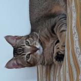 Foto del gato perdido en Fondettes