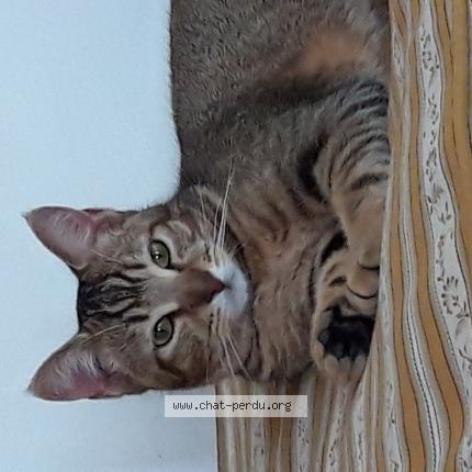 Foto 1/1 Tartuffe Chat perdido en Fondettes