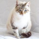 Foto del gato perdido en La Salvetat Belmontet