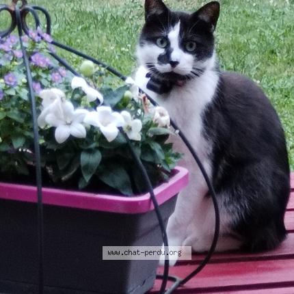 Foto 1/1 Stark Chat perdido en Achicourt