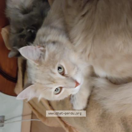 Foto 1/1 Forest Chat perdido en Saint vincent sur graon