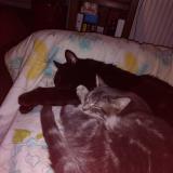 Foto del gato perdido en Bischwiller