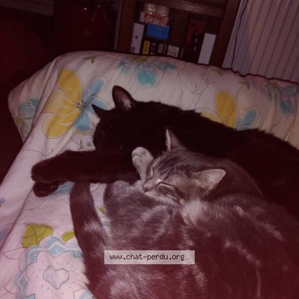 Foto 1/1 Chirac Chat perdido en Bischwiller