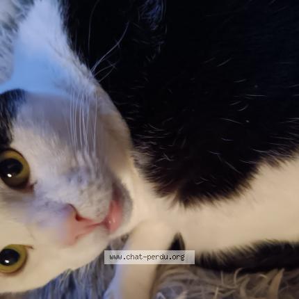 Foto 1/1 NINE Chat perdido en Douai